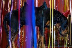 W sieciach społecznościowych rozpoczął kampanię na wystawie martwych zwierząt w pustelni